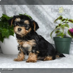 Addie  puppies for sale