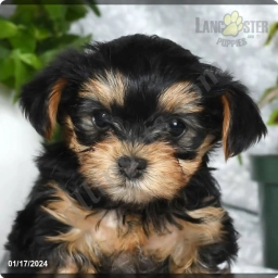 Addie  puppies for sale