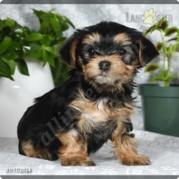 Addie