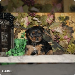 Tonya  puppies for sale