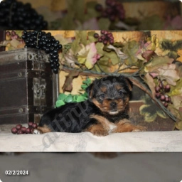 Tonya  puppies for sale