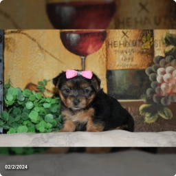 Kelley  puppies for sale