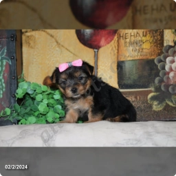 Kelley  puppies for sale