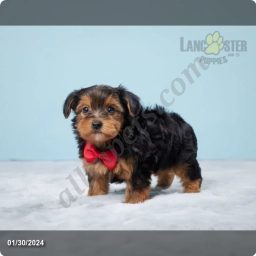 Finn  puppies for sale