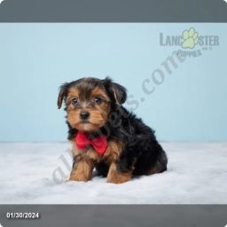 Finn  puppies for sale