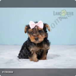 Faith  puppies for sale