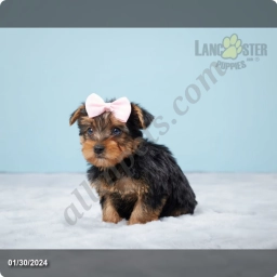 Faith  puppies for sale