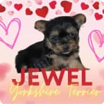 Jewel  puppies for sale