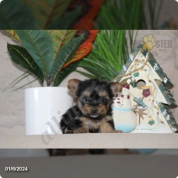Jewel  puppies for sale