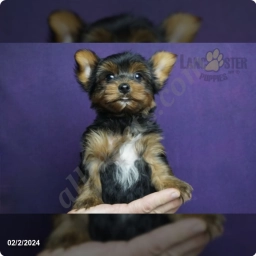 Ozzy  puppies for sale
