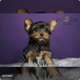 Ozzy  puppies for sale