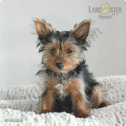 Zoey  puppies for sale