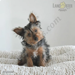 Zoey  puppies for sale