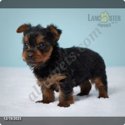Violet  puppies for sale