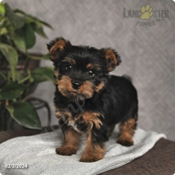 Oscar  puppies for sale