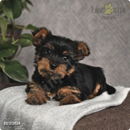 Oscar  puppies for sale