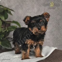 Oscar