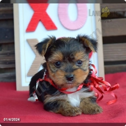 Macy  puppies for sale
