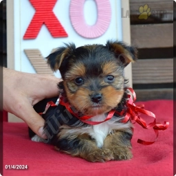 Macy  puppies for sale