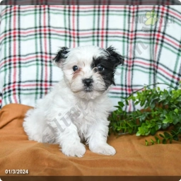 Vanilla  puppies for sale