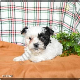 Vanilla  puppies for sale