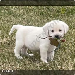 Gus  puppies for sale