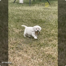 Gus  puppies for sale