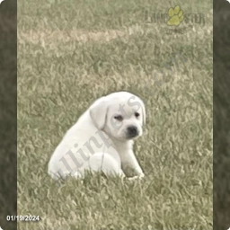 Gus