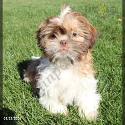 Rufus  puppies for sale