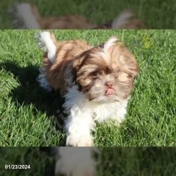 Rufus