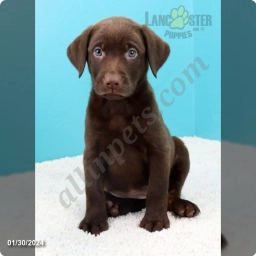 Pansy  puppies for sale