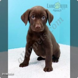 Pansy  puppies for sale