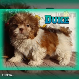 Duke  puppies for sale