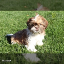 Duke  puppies for sale
