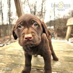 George - Akc  puppies for sale