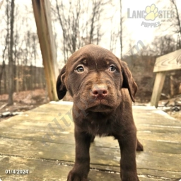 George - Akc  puppies for sale