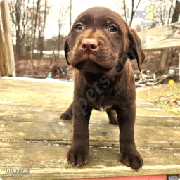 George - Akc