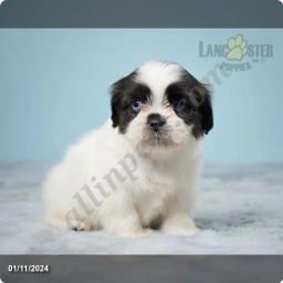 Chloe  puppies for sale