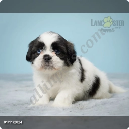 Chloe  puppies for sale