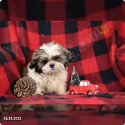 Philly  puppies for sale