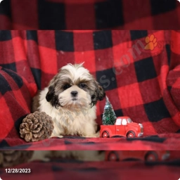 Philly  puppies for sale