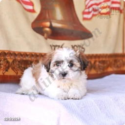 Jenny  puppies for sale