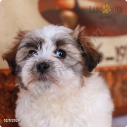 Jenny  puppies for sale