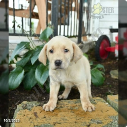 Joey  puppies for sale