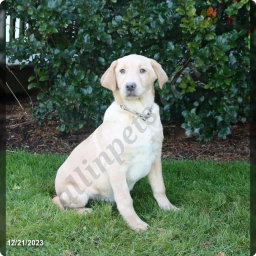 Joey  puppies for sale
