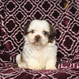 Smores  puppies for sale