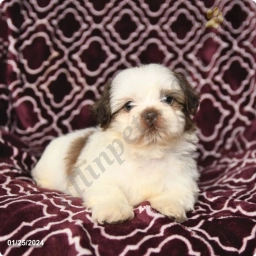 Smores  puppies for sale