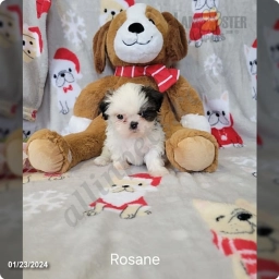 Rosean  puppies for sale