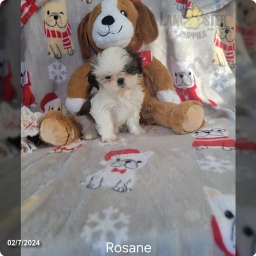 Rosean  puppies for sale