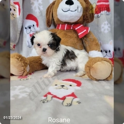 Rosean